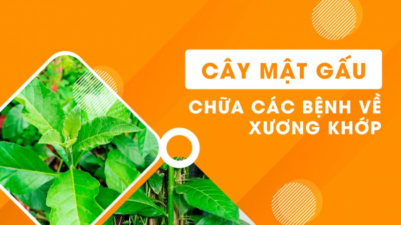 [ Thực hư ] Cây Mật Gấu chữa bệnh xương khớp?