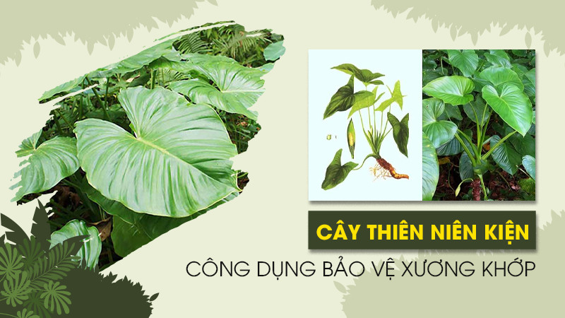 Cây Thiên Niên Kiện | Chữa xương khớp hiệu quả