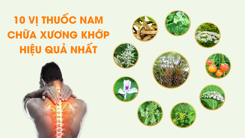 10 vị thuốc nam chữa xương khớp hiệu quả nhất